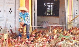 Chuyện gì đang xảy ra ở chợ Hà Vỹ?