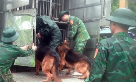 Sử dụng chó nghiệp vụ của Biên phòng tìm kiếm người mất tích tại Làng Nủ