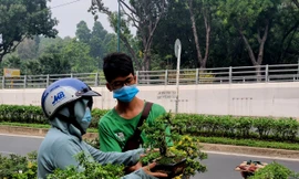 Bonsai mini 'độc lạ' tiền triệu hút khách tại chợ hoa Tết