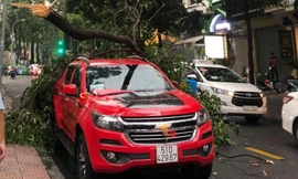 Nhánh cây lớn đè trúng ô tô ở trung tâm TPHCM.