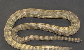 Loài rắn biển độc Hydrophis donaldi. Ảnh: National Geographic