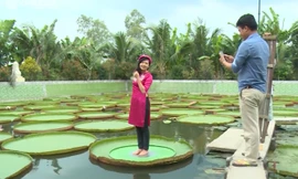 Lá sen khổng lồ 'cõng' được người nặng 140 kg ở Đồng Tháp