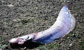 Quái ngư dài hơn hai mét dạt vào bờ biển Canada