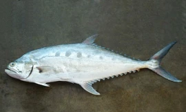 Bất ngờ khám phá về cá bè xước