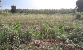 Khu rẫy nơi vợ chồng anh Việt, chị Thủy bị Sét đánh.