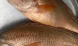 Ảnh chụp màn hình.