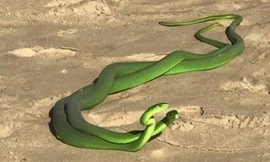 Rắn lục kịch chiến giành bạn tình trên bãi biển