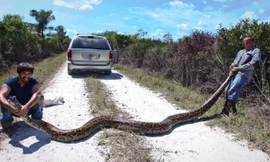 Hai người đàn ông tự hào với con trăn Miến Điện khổng lồ mà mình mới bắt được.