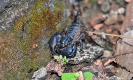 Tận thấy “kỹ nghệ” dùng kiến bù nhọt săn bò cạp