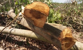 Vụ chặt hơn 10 hécta tràm: Chủ đầu tư thỏa thuận đền bù 1,5 tỷ đồng