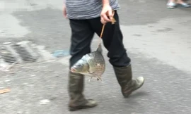 Người phụ nữ 'dắt' cá đi bán dạo ở Hà Nội