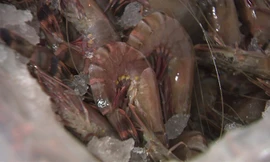 Tin nóng 24H: Bơm 'chất lạ' vào tôm chết rồi bán cho nhà hàng ở Hà Nội