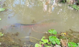 "Cá lạ" anh Điệp thả vào ao sau khi bắt dưới kênh được mọi người cho là cá hải tượng. Ảnh: Công an nhân dân.