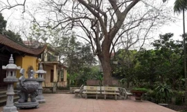 Cây sưa 400 tuổi che bóng cả sân đình Đông Cốc.