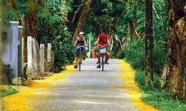 Những con đường hoa sưa vàng rực ở Quảng Nam