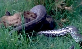 Linh cẩu 68kg bị trăn khổng lồ nuốt chửng