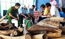 Ảnh minh họa: Một vụ bắt ngà voi nhập lậu tại Thanh Hóa.