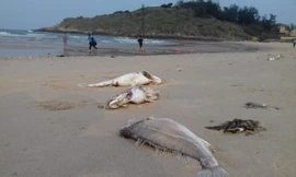 Vì sao Bộ TN&MT không đưa Formosa vào 10 sự kiện của năm?