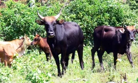 Mừng hơn bắt được vàng, lần đầu tiên lai tạo được bò tót thế hệ F2