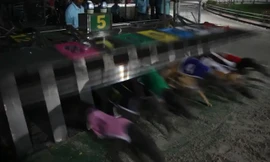 Màn đua tốc độ của những chú chó Greyhound nghìn USD ở Vũng Tàu