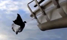 Mỹ dùng 'súng thần công' bắn cá hồi tới bãi sinh nở