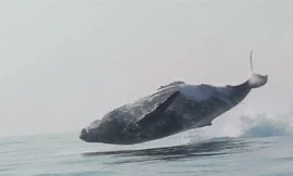 Cá voi lưng gù "bay" lên khỏi mặt nước.