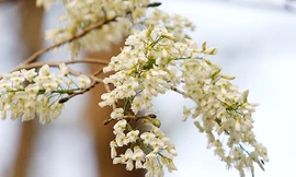 Đẹp nức lòng hoa sưa nở sớm ở Hà Nội