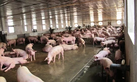 Bộ NN&PTNT cảnh báo các địa phương đang phát triển quá nóng đàn lợn.