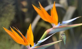 10 loài cây nguy hiểm bạn nên tránh xa 