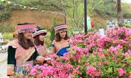 Sun World Fansipan Legend: Đỗ quyên Hoàng Liên đã vào mùa