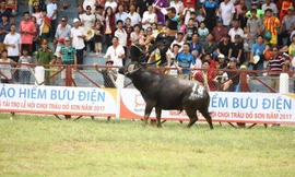 Chủ trâu thoát chết kể lại giây phút bị trâu 18 lao bổ vào húc