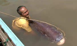Ông Nguyễn Văn Lịch và con cá hô "khủng".