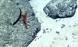 Tôm biển đại chiến cá rồng.