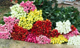 Hoa hồng Đà Lạt.