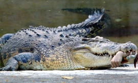 Cái kết kinh hoàng khi chụp ảnh tự sướng với cá sấu