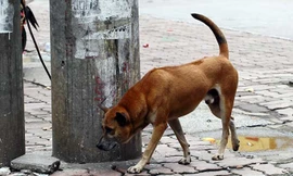 Chó ra đường không được rọ mõm, chủ nuôi sẽ bị phạt nặng. Ảnh: Internet.