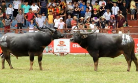 Không phát hiện chất kích thích ở trâu chọi húc chết chủ