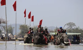 Các chú voi tranh tài dưới nước.