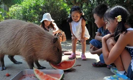 Một con chuột lang nước, giống chuột khổng lồ ở Nam Mỹ.