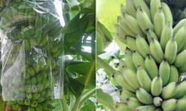 Hai em học sinh đã nghiên cứu các tài liệu về công dụng của vỏ chuối xiêm.