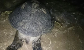 Rùa biển dài 1m lên bờ Hòn Cau đẻ hơn trăm trứng