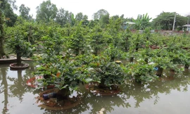 Hàng nghìn gốc mai của người dân bị nước nhấn chìm.