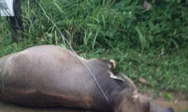 Hiện trường điện giật chết trâu. Ảnh: A.Trí.