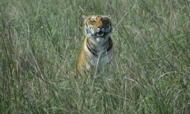 Dân làng Ấn Độ quyết vây bắt hổ dữ vồ chết 6 người 