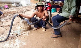 Con rắn hổ mang chúa dài hơn 3m, nặng 5.2kg tại lán trại công nhân.