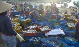 Cá nục được đổ vào thùng ướp đá trước khi đưa lên xe đông lạnh chở đi tiêu thụ.