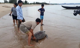 Con rùa được thả về với môi trường tự nhiên.