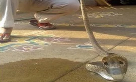 Thót tim thấy hổ mang 2 mét hung dữ núp dưới nệm