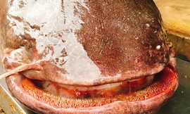 Cá leo "khủng" 60 kg được đưa từ Biển Hồ về Hà Nội