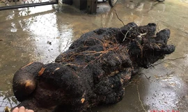 Củ khoai vạc khổng lồ lúc mới được đào lên. Ảnh: Tuệ An.